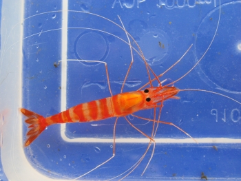  Parhippolyte uveae (Sugar Cane Shrimp, Red Prawn)